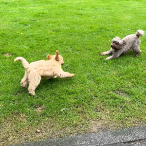 Puppyspelen