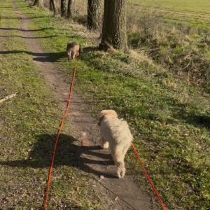 fijnaandelijn